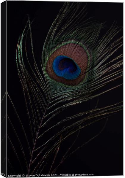 Peacocks feather Canvas Print by Steven Dijkshoorn