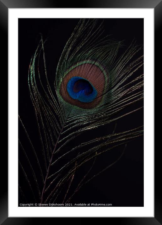 Peacocks feather Framed Mounted Print by Steven Dijkshoorn