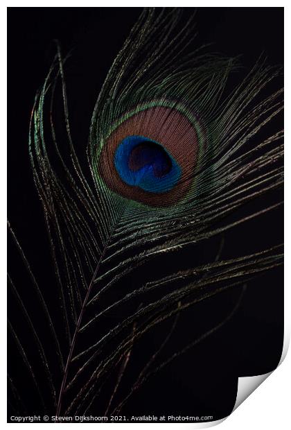 Peacocks feather Print by Steven Dijkshoorn