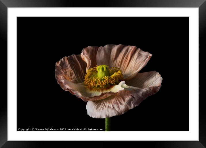 Still Life flower color Framed Mounted Print by Steven Dijkshoorn