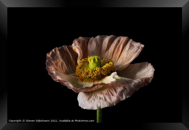 Still Life flower color Framed Print by Steven Dijkshoorn