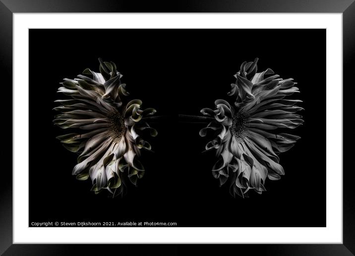 Still Life Art Flowers Framed Mounted Print by Steven Dijkshoorn