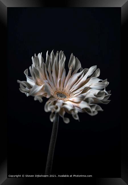 Stil Life Flower Framed Print by Steven Dijkshoorn