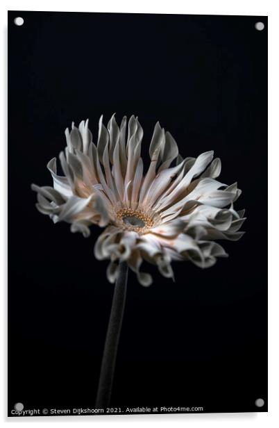 Stil Life Flower Acrylic by Steven Dijkshoorn