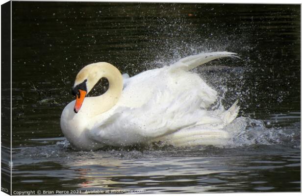 Swan bathing Canvas Print by Brian Pierce