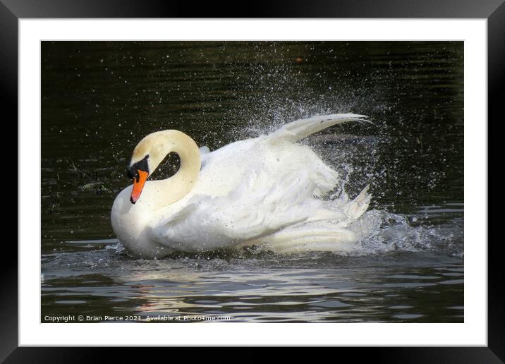 Swan bathing Framed Mounted Print by Brian Pierce