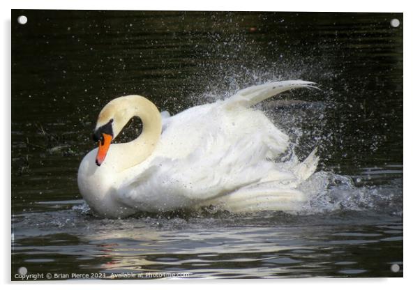 Swan bathing Acrylic by Brian Pierce