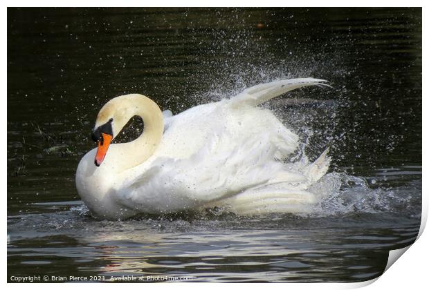 Swan bathing Print by Brian Pierce