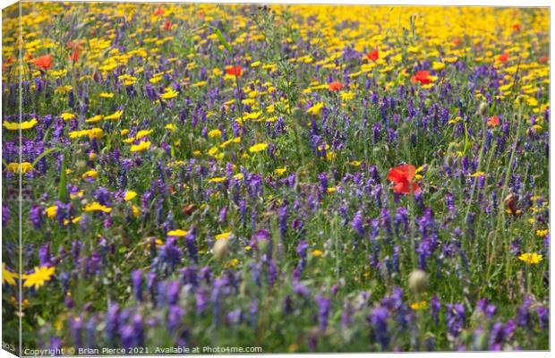 A Cornish Wildflower Meadow Canvas Print by Brian Pierce