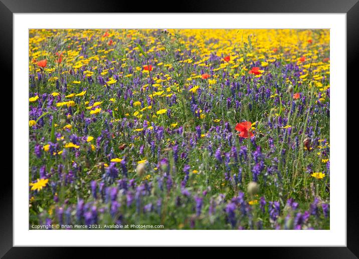 A Cornish Wildflower Meadow Framed Mounted Print by Brian Pierce