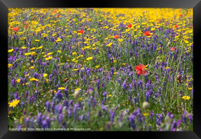 A Cornish Wildflower Meadow Framed Print by Brian Pierce