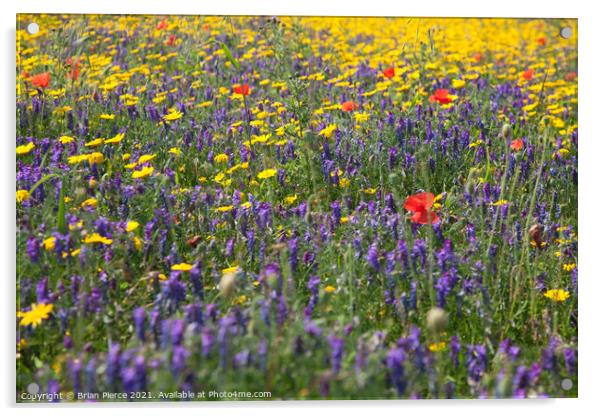 A Cornish Wildflower Meadow Acrylic by Brian Pierce