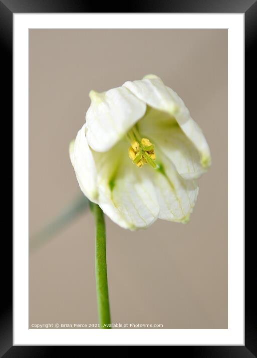 Snowdrop Framed Mounted Print by Brian Pierce