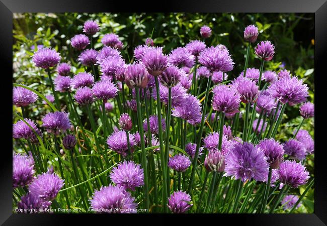 Wild Chives Framed Print by Brian Pierce