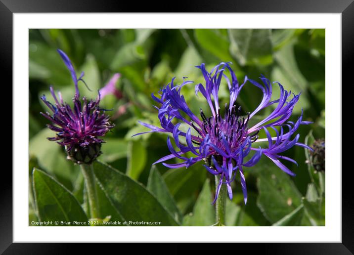 Greater Knapweed Framed Mounted Print by Brian Pierce