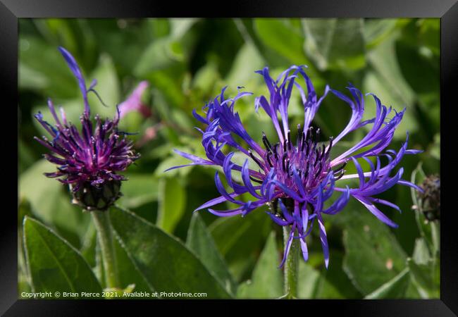 Greater Knapweed Framed Print by Brian Pierce