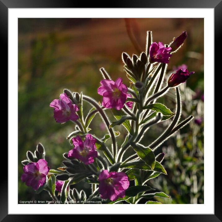 Red Campion Framed Mounted Print by Brian Pierce