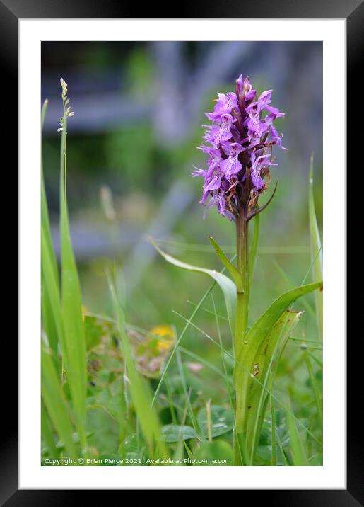 Orchid Framed Mounted Print by Brian Pierce
