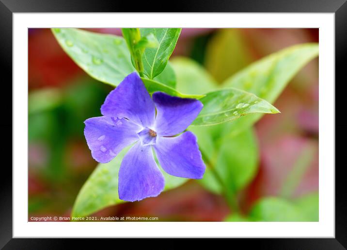 Periwinkle Framed Mounted Print by Brian Pierce