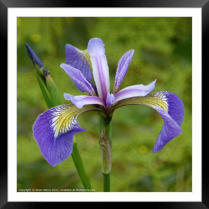 Purple Iris Framed Mounted Print by Brian Pierce