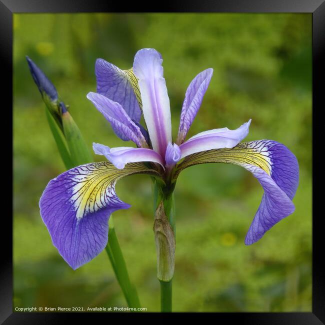 Purple Iris Framed Print by Brian Pierce