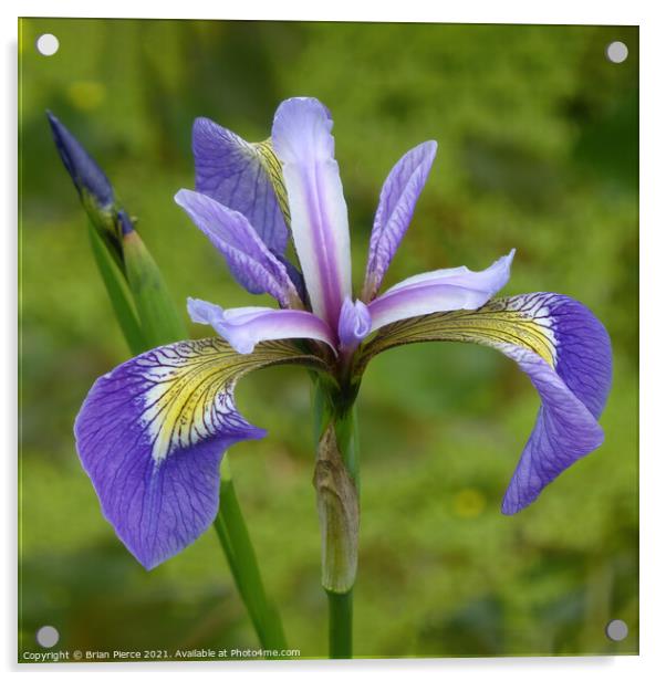 Purple Iris Acrylic by Brian Pierce