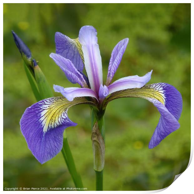 Purple Iris Print by Brian Pierce