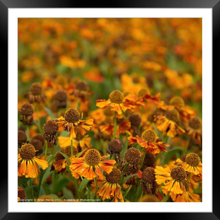 Cone Flower Framed Mounted Print by Brian Pierce