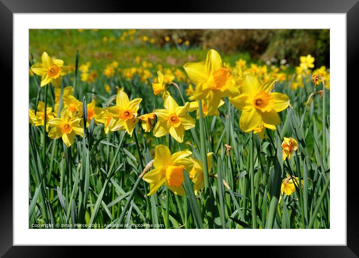 Daffodils  Framed Mounted Print by Brian Pierce