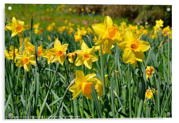 Daffodils  Acrylic by Brian Pierce