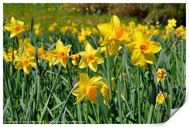 Daffodils  Print by Brian Pierce