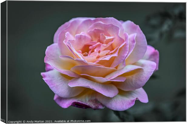 Pink Rose Canvas Print by Andy Morton