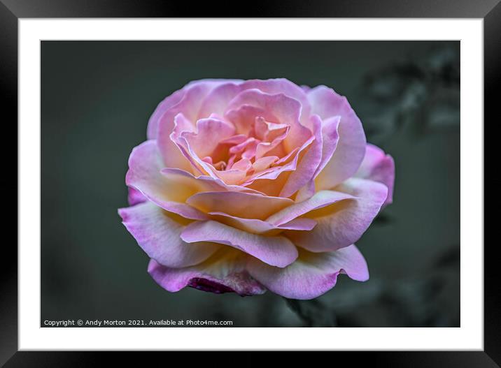 Pink Rose Framed Mounted Print by Andy Morton