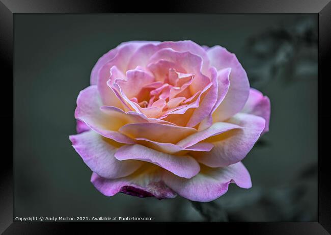 Pink Rose Framed Print by Andy Morton