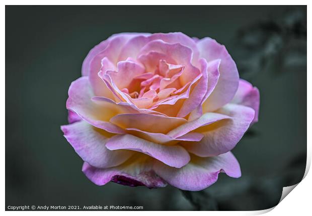 Pink Rose Print by Andy Morton