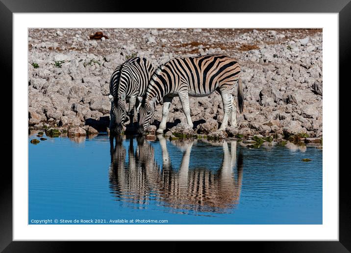 A pair Of Zebra Take A Cool Refreshing Drink Framed Mounted Print by Steve de Roeck
