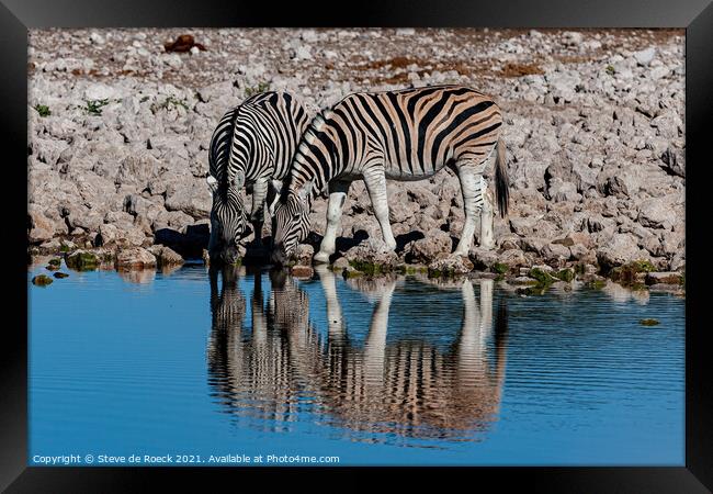A pair Of Zebra Take A Cool Refreshing Drink Framed Print by Steve de Roeck