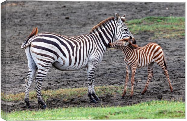 Mother and Baby Zebra Canvas Print by Steve de Roeck