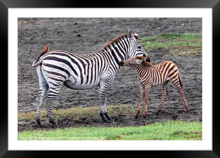 Mother and Baby Zebra Framed Mounted Print by Steve de Roeck