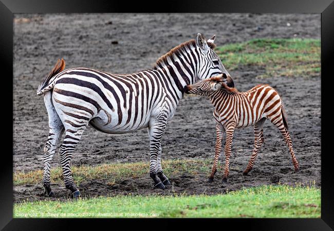 Mother and Baby Zebra Framed Print by Steve de Roeck