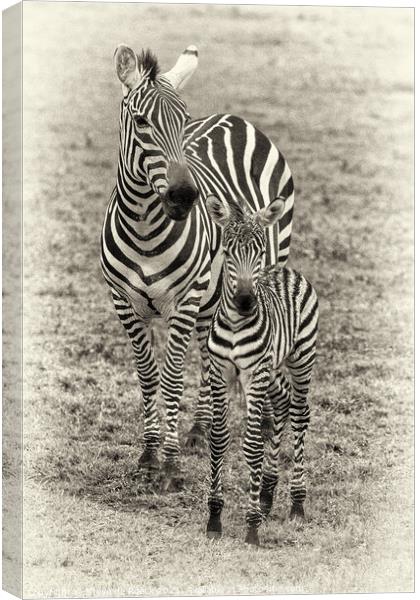 Mother and Baby Zebra pose for the camera Canvas Print by Steve de Roeck