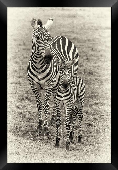 Mother and Baby Zebra pose for the camera Framed Print by Steve de Roeck