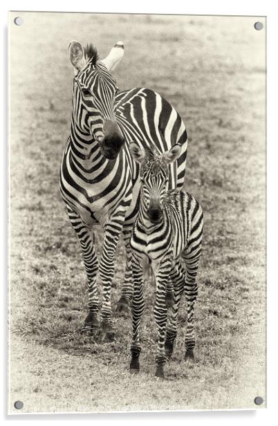 Mother and Baby Zebra pose for the camera Acrylic by Steve de Roeck