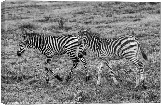 Plains Zebras; equus quagga burchellii Canvas Print by Steve de Roeck