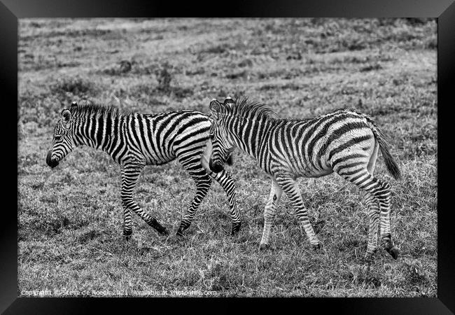 Plains Zebras; equus quagga burchellii Framed Print by Steve de Roeck