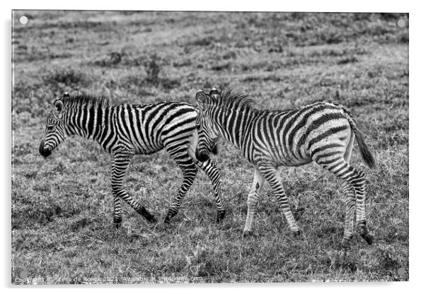 Plains Zebras; equus quagga burchellii Acrylic by Steve de Roeck