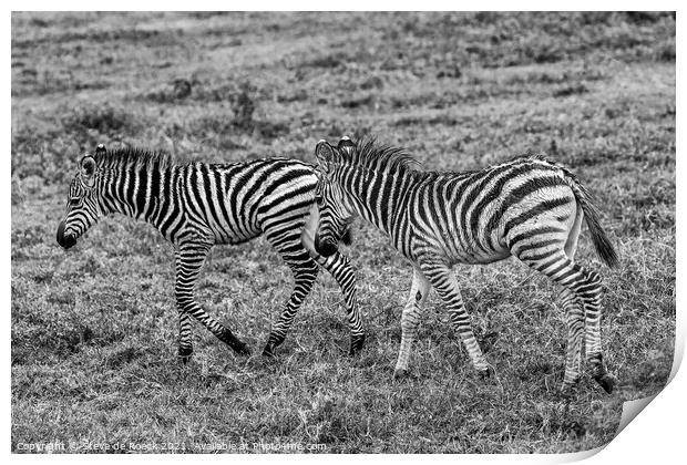 Plains Zebras; equus quagga burchellii Print by Steve de Roeck