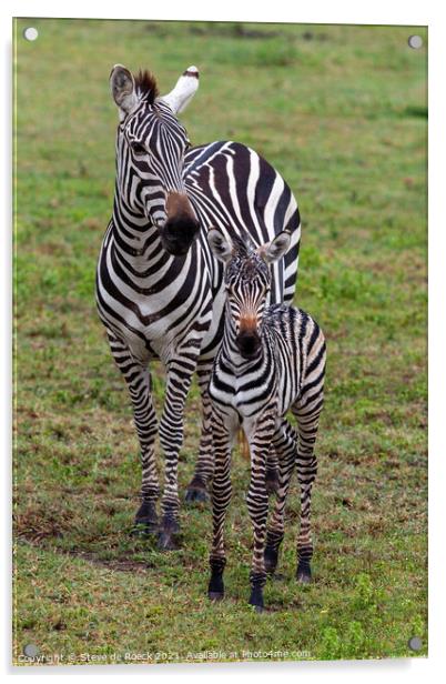 Mother and baby plains zebra Acrylic by Steve de Roeck