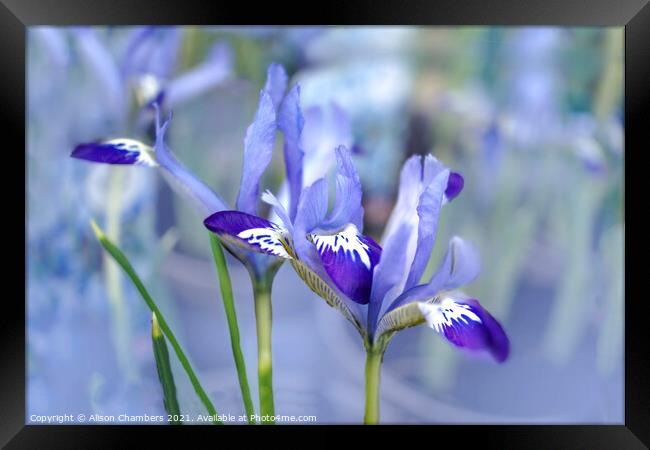 Dreamy Irises  Framed Print by Alison Chambers