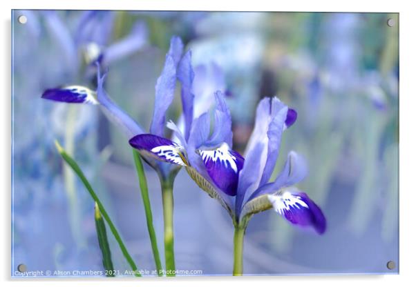 Dreamy Irises  Acrylic by Alison Chambers